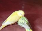 Bird For Sale