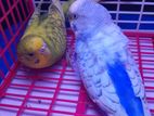 বাজরিগার / Budgerigar /বাজিগার