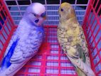 বাজরিগার / Budgerigar /বাজিগার