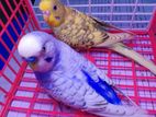 বাজরিগার/ Budgerigar / বাজিগার