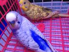 বাজরিগার / Budgerigar /বাজিগার