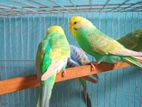 বাজরিগার / Budgerigar