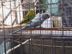 বাজরিগার/Budgies