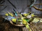 বাজরিগার