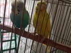বাজরিগার পাখি ১ জোড়া ফুল সেটাপ সহ