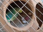 বাজরিগার পাখি ৫ জোড়া বিক্রি হবে সাথে বাচ্চা (budgerigar Birds)