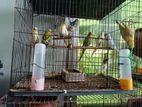 বাজরিগার পাখি -Budgerigar Bird