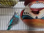 Budgerigar Bird for sell