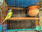 বাজরিগার পাখি / budgerigar bird