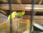 বাজরিগার পাখি Budgerigar