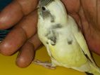 বাজরিগার পাখি