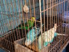 বাজরিগার পাখি সেল