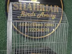 বাজরিগার,ফিঞ্চ,জাভা পালন করতে পারবেন cage