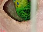 Budgerigar