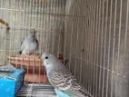 Budgerigar