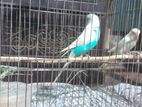 বাজরীগার