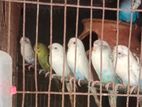বাজরিকা পাখি বিক্রি হবে।