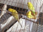 বাজরিকা পাখি বিক্রি করব