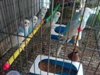 Bird showpice For Sell.