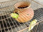 বাজরিকার পাখি