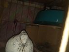 Bird sale