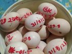 বাফ কোচিন ও সিল্কি মুরগীর বীজ ডিম