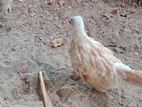 Chicken Sell