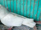 বার হুমা কবুতর নর