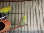 Budgerigar bird