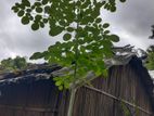 বারোমাসি সাজনা গাছ
