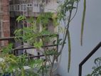 বারোমাসি সজনে গাছের বীজ 2.5feet