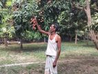 বাড়ি করার উপযোগী রাস্তার সাথে লিচু বাগান