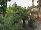 বাড়িসহ জমি বিক্রয় হবে