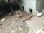 বাসা বাড়িতে পালিত পাতি হাস বিক্রি করা হবে