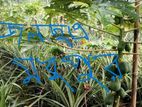 বাসা/ফ্যাক্টরি করার জন্য উঁচু জমি বিক্রি করা হবে।