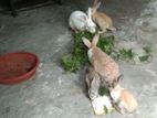 Rabbit for sale