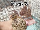 বাসায় পালা কোয়েল পাখি