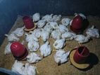 বাসায় পোষা ব্রয়লার