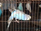 BIRD FOR SELL