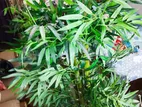 বাশঁ গাছ (কৃত্রিম)