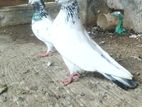 Birds for sell