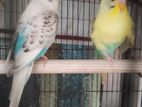 Baazigar Bird for sale