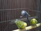 Baazigar Bird for sell