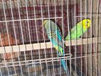 Budgerigar Bird Sell