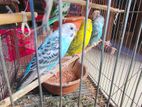 Bazigar Birds for sell