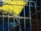 Budgerigar