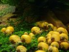 Baby apple snail for sell