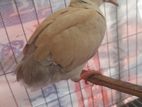 baby Australia dove (1 piece)