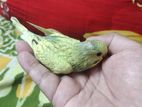 Baby Budgerigar for sell