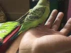 Baby Budgerigar Pair For Sale